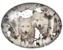 snow wolves
