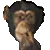 monkey