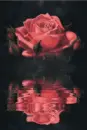 Rose Reflection