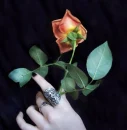ladyrose