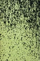 Black Splatter