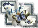Butterfly on Magnolias - Maggie