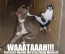 waahtaaah!!!