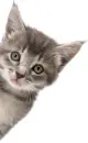 Kitten Peeking Around Corner
