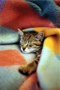 Cat cover