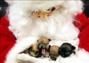 Santa's Dogs 