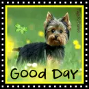 CUTE PUPPY 
