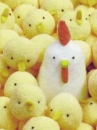 fluffy chicken with chicks