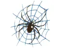 Spider & Blue Web