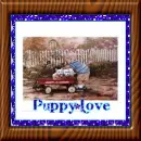 boy with a wagon of puppies