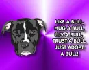 Like a Bull