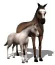 horse