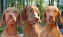 dogs with dentures