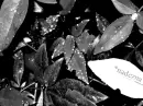 Photography