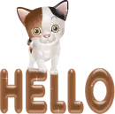 KITTEN HELLO