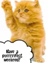 purrfect weekend