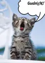 goodnight cat