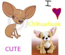 I Love Chihuahuas
