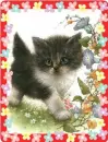 lovely kitty