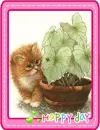 lovely kitty