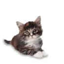 kitty