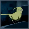 Canary Bird