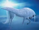 Pegasus beauty