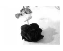 Black rose