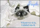 Fayeth