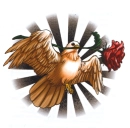 Dove Rose