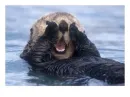 Sea Otter