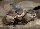 Baby Sea Otters