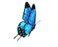 blue butterfly