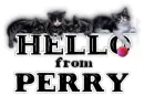 Kitties Hello Perry
