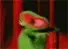 Kermit the Frog