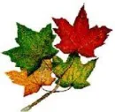 FALL 