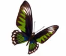 butterfly Morphing