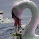 purple swan