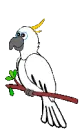 PARROT