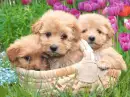PUPPIES