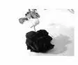 black rose
