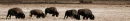 Bison grazing