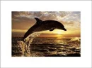 Dolphin SunSet