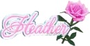 Heather Pink Rose