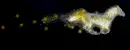 Glowing Running Horse