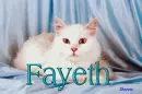 Cat-Fayeth