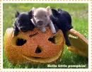 Hello... 3 cute pigs