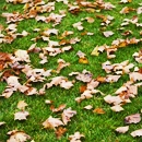 autumm leaves