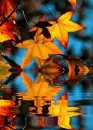 leaf, liÅ›Ä‡, liÅ›cie