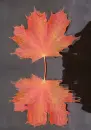 leaf, liÅ›Ä‡, liÅ›cie